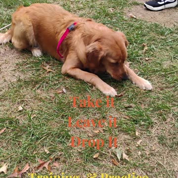 Remi Jean Training and Practice