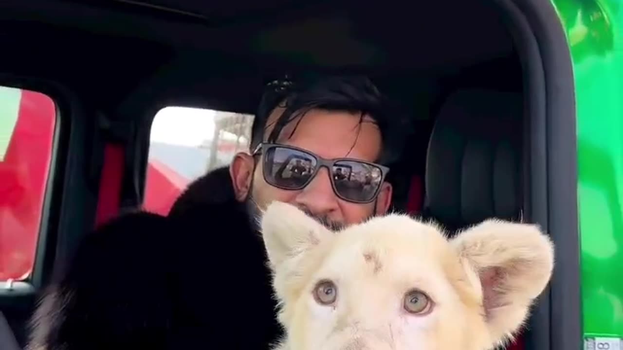 Dubai sheikh playing with his Lion and Cheetah || Dubai life style