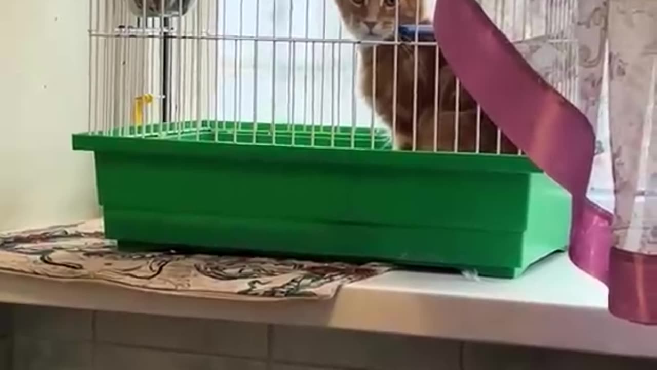 Bird Annoyed By Cat In Cage