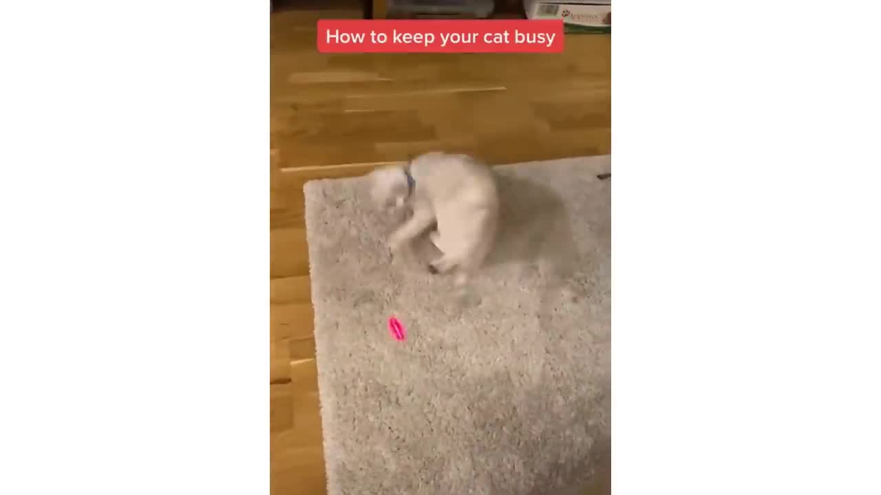 Funny Cats 😹 - Don't try to stop laughing 🤣 - Cats In Funny Situations