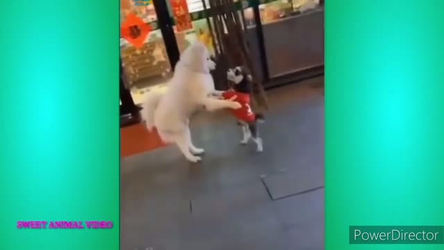 Cute and Funny Cat and Dog Video Compilation 😺😍 | Funny Animals #1 #2022