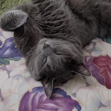 THIS IS HOW MY CAT SLEEPS