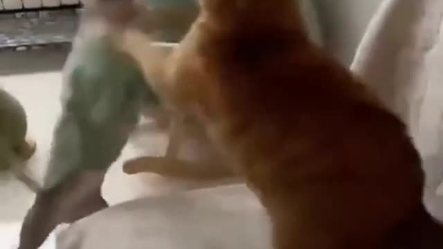 Adorable, funny Cat and Dog fight