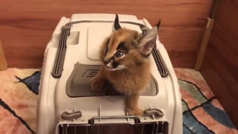 Caracal Screams for Food