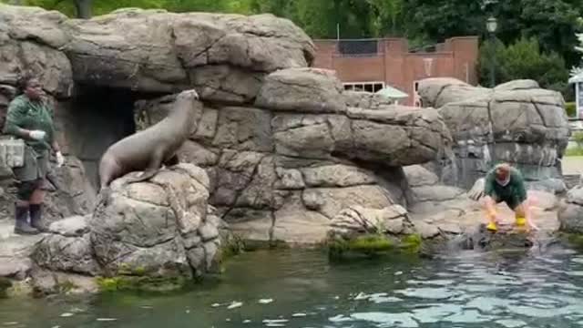 cute dolphin