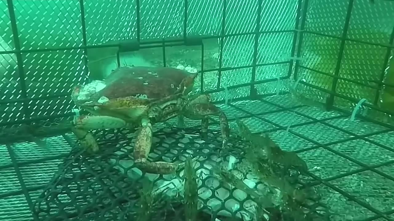 How to caught a crab.