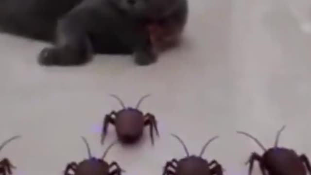 Funny Animal Video 2021 - Cute Scare Cat by Cockroach