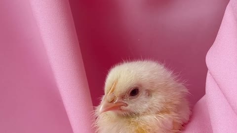 photography-of-a-live-chick