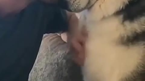 Clever Dog Need Attention from owner | Must Watch