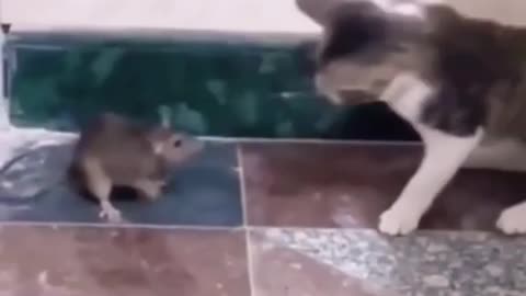 Mice vs Kitten