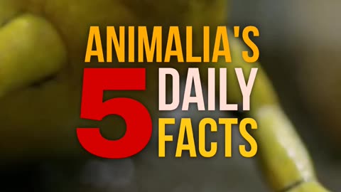 5 Fun Facts about Animals