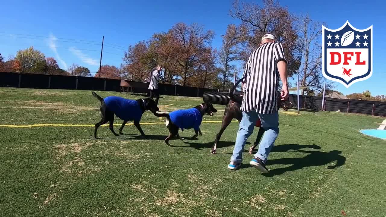 Coolwag Dog Football League 2020 Turkey Bowl