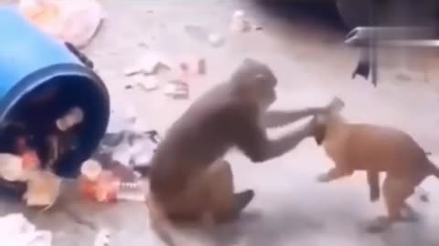 Dog vs monkey real fight funny video 🤣