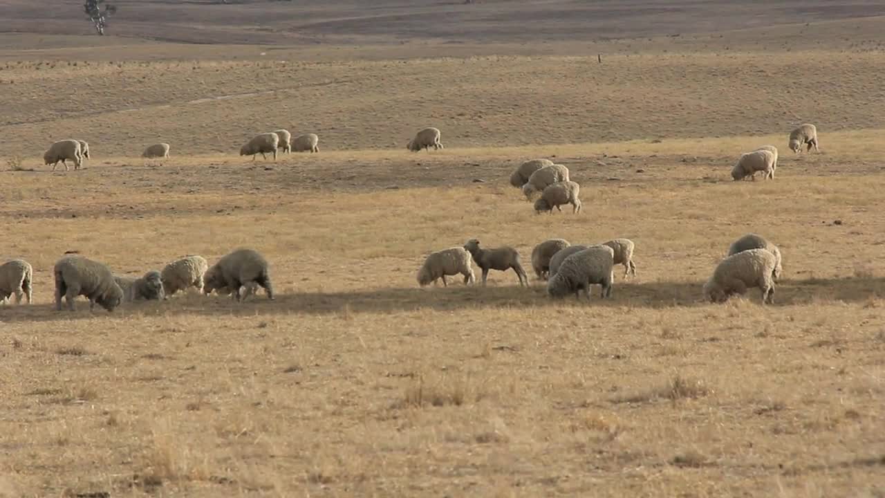 Sheep Farming Agriculture Rural Landscape Australia