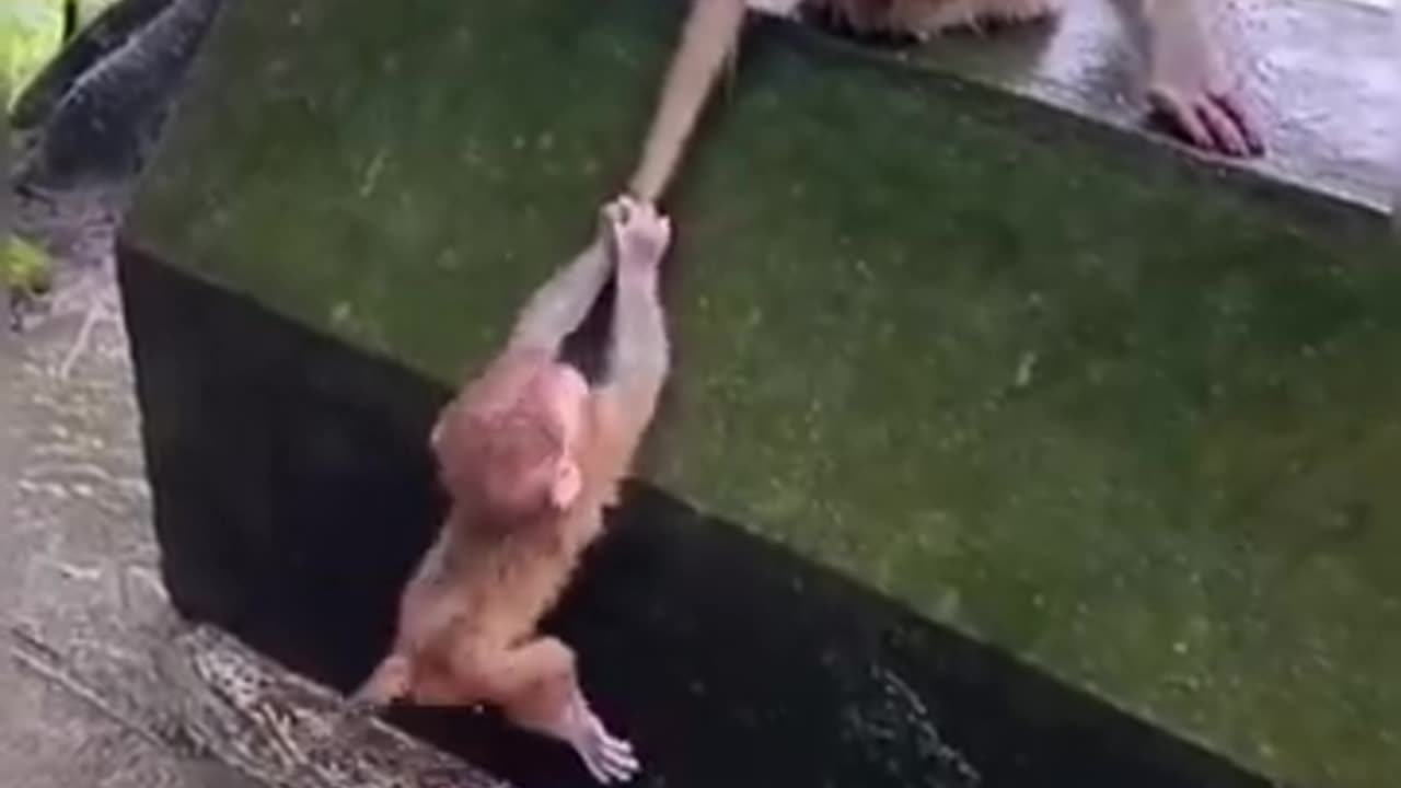 funny animals