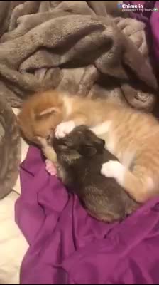 Kitten with Baby Bunny sharing love