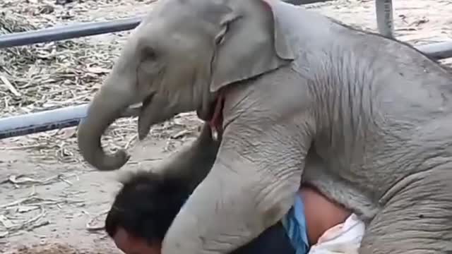 Cute Elephant Playing With Human #funny