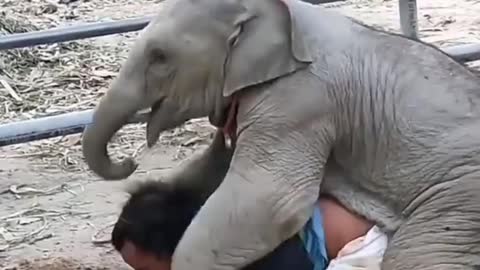 Cute Elephant Playing With Human #funny