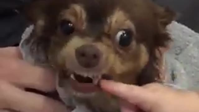 🤯Amazing😲--🐕Cute Chihuahua Dog Bites Baby in Super Slow Motion🐕