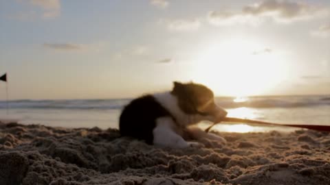 Dog playing on the beach