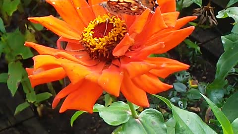 Painted Lady on Orange Zinnia