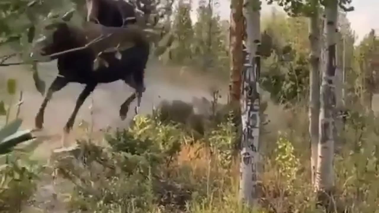 Moose fight