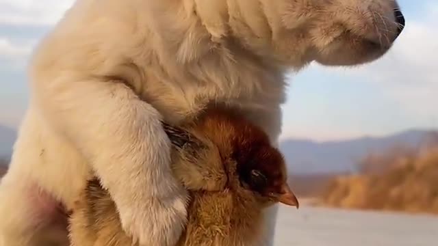 The dog and the chicken play together. The chicken treats the dog as its mother