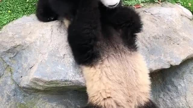 Giant panda cute baby