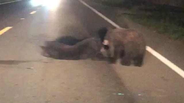 Mother Bear Pulls Injured Cub to Safety