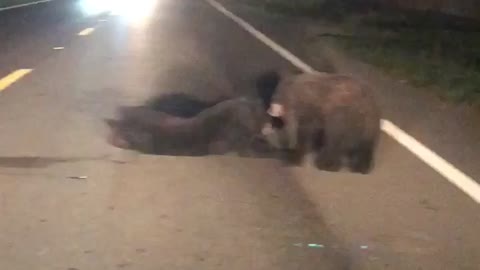 Mother Bear Pulls Injured Cub to Safety