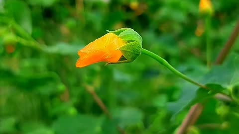 Beautiful nature