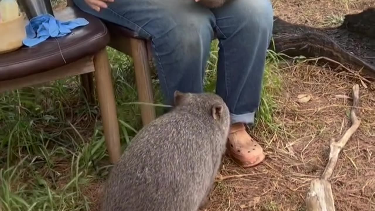 Mother of wombat!! motherhood comes in all shapes, cute moments between women and wombats
