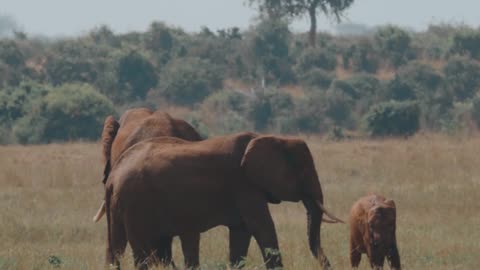 a-herd-of-elephants-in-the-wild