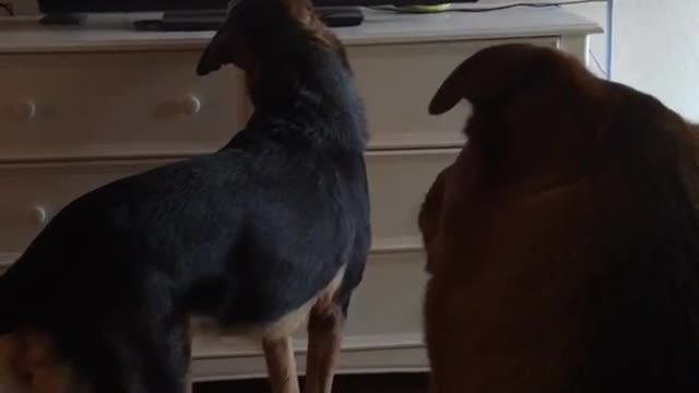 Black dogs watching other dog on tv