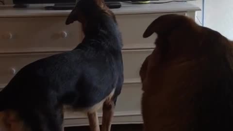 Black dogs watching other dog on tv