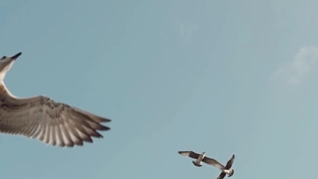 seagulls-flying-against-blue-sky