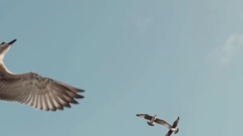 seagulls-flying-against-blue-sky