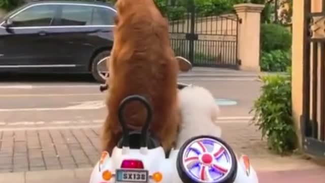 Dogs & Puppies - Follow big brother, big brother takes you for a ride