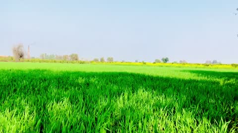 Natural Weeds Crop Evergreen 🌲 Views in Punjab