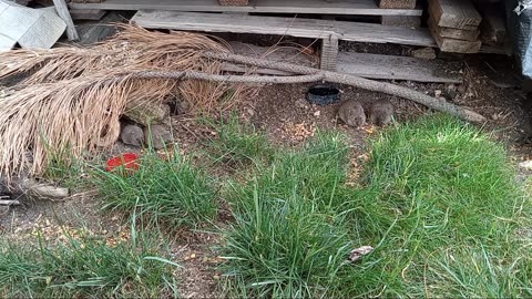 😔 The Exterminator Came Today - These Are Wild Voles, Not Gerbils