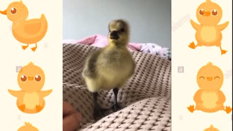 Cute Duckling looking for her Mom