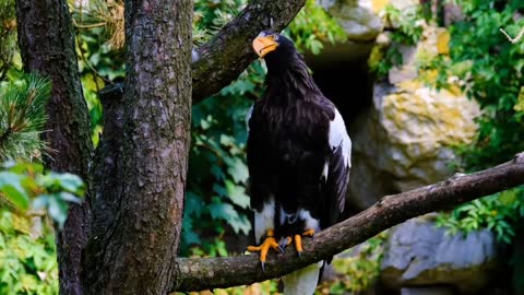 Eagle's habitat||wildlife habitate