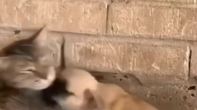 Cute cat and puppy videos