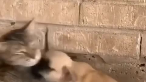 Cute cat and puppy videos