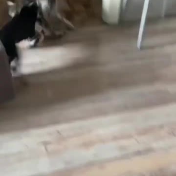 😼Cats and dog😈