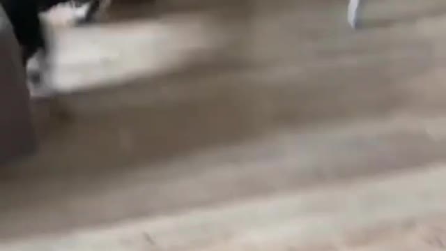 😼Cats and dog😈