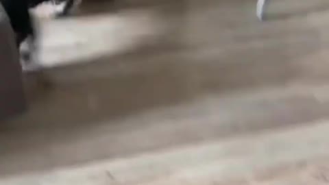 😼Cats and dog😈