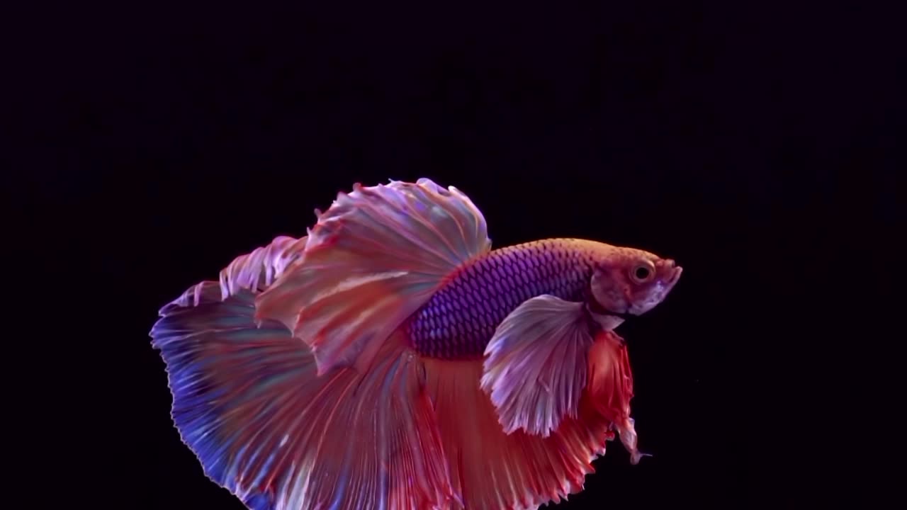 The beauty of the slayer betta fish