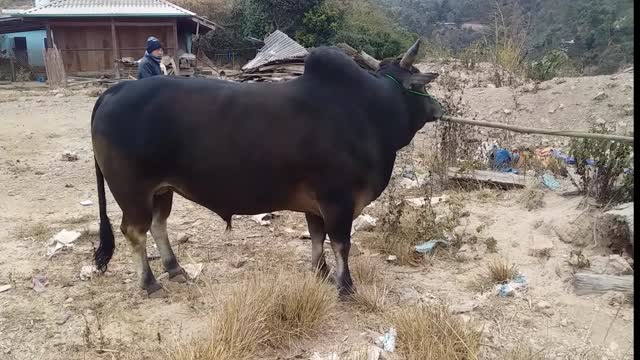 big cow prefer stab people