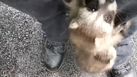 Girl rescues and adopts baby raccoons